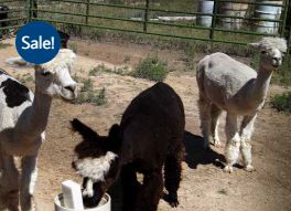 Alpaca Llama Waterer