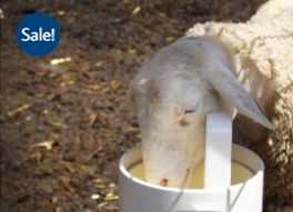 Sheep Goat Waterer